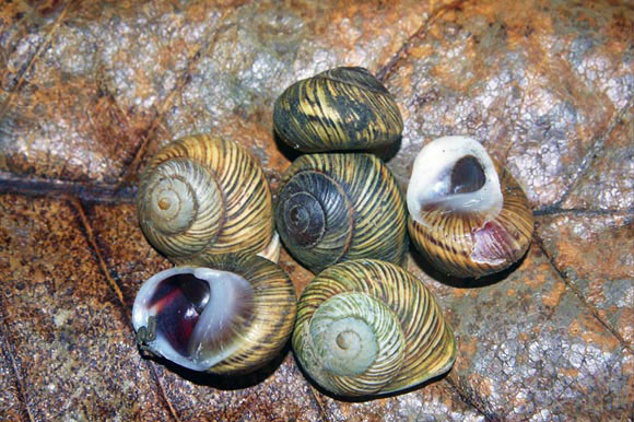 Emoda silacea Baracoae